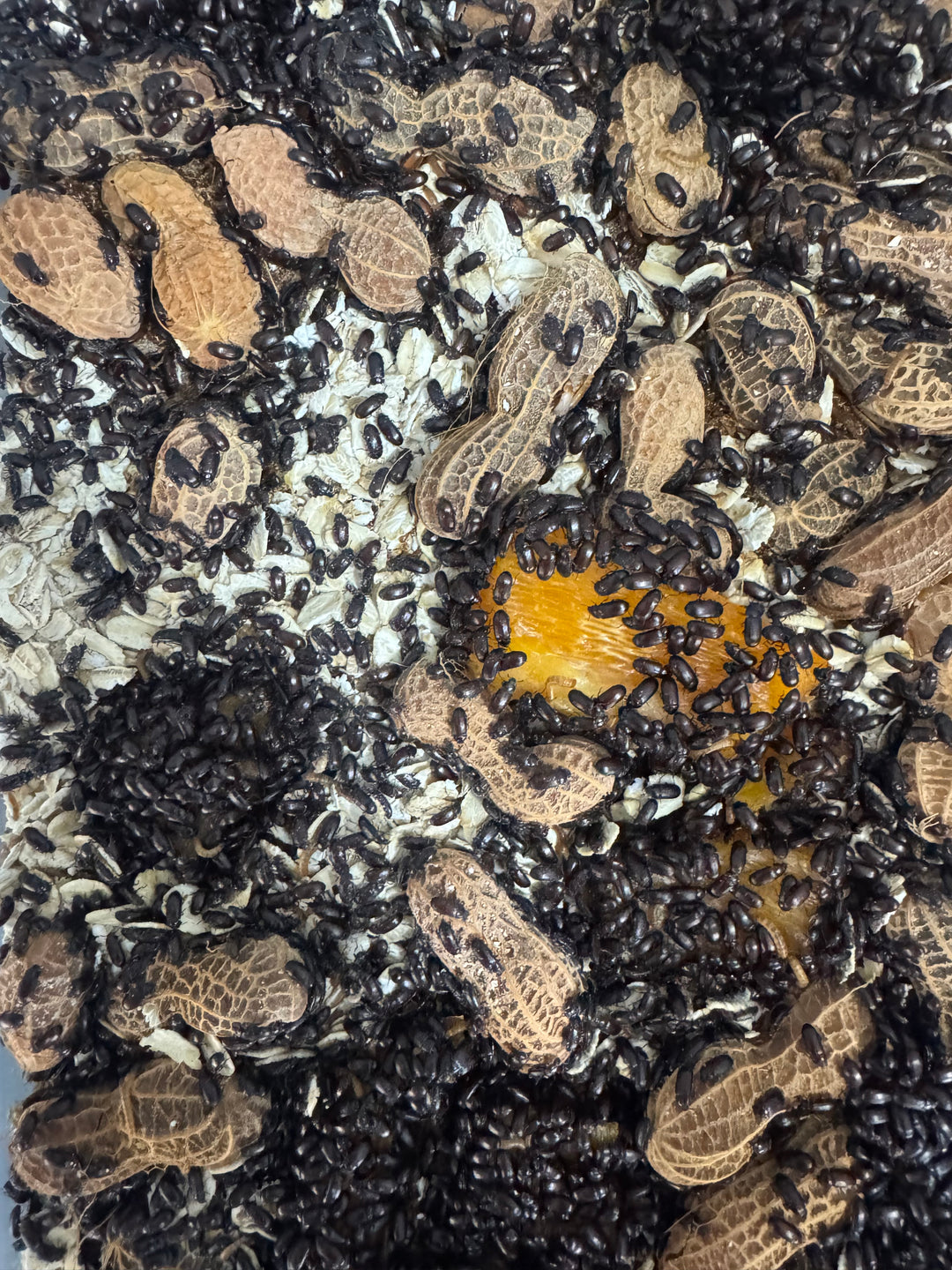 Live peanut beetle culture with black beetles clustered on whole peanuts and vegetable slices.
