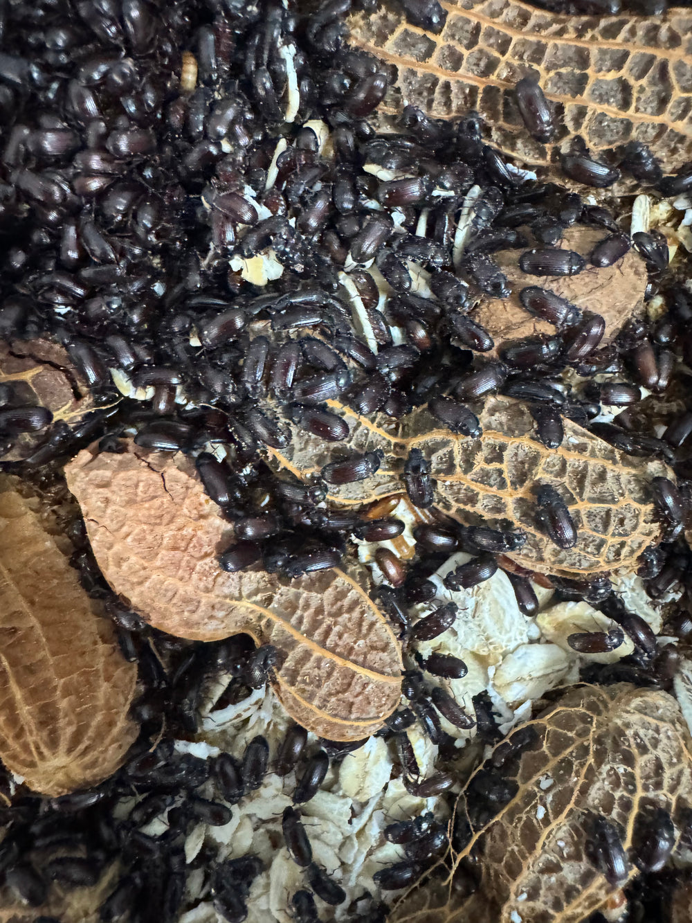 Small black peanut beetles covering peanuts inside a culture container.