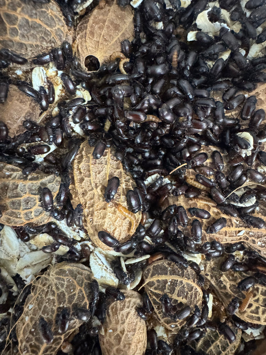 Peanut beetle culture showing adult beetles gathered around orange vegetable slices.