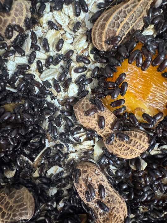 Close-up of black peanut beetles among whole peanuts on brown culture bedding.