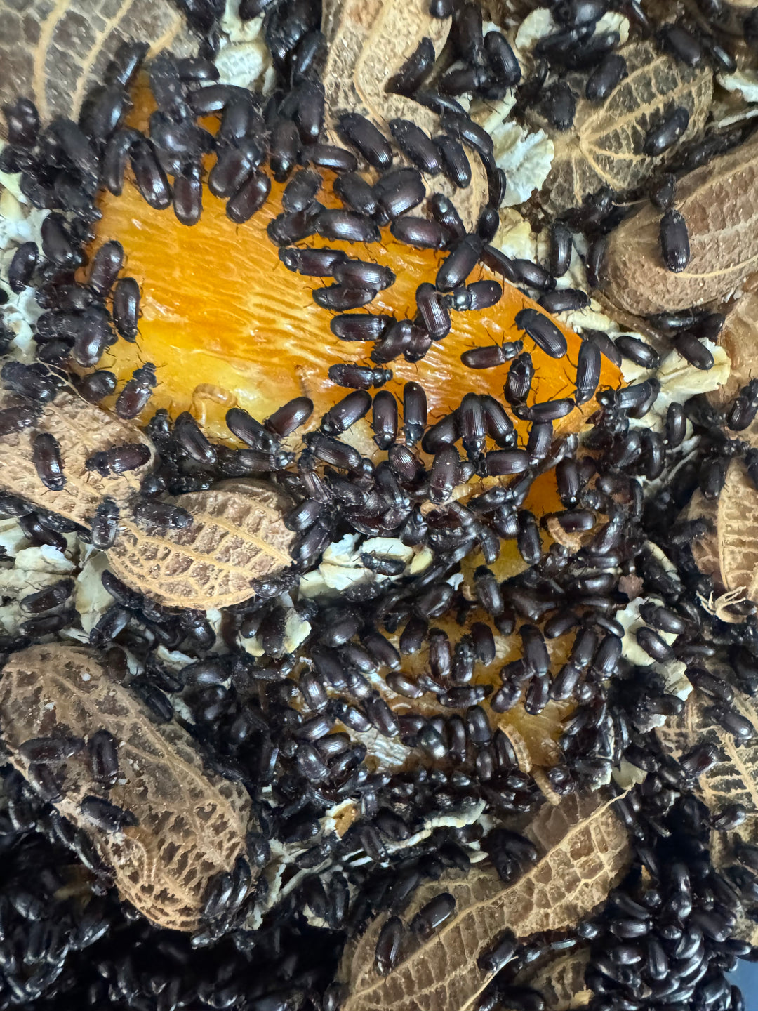 Top view of a peanut beetle colony with peanut shells and dry bedding.