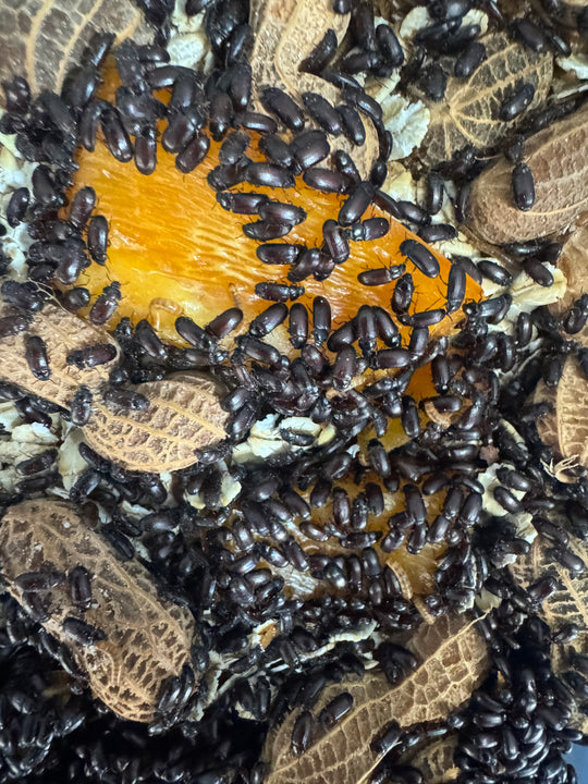 Top view of a peanut beetle colony with peanut shells and dry bedding.