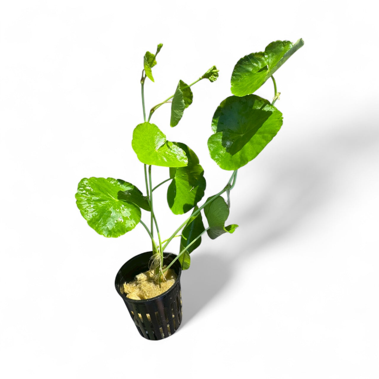 Hydrocotyle Pennywort live aquatic plant in a black nursery pot, showing bright green round leaves and long trailing stems on a white background.