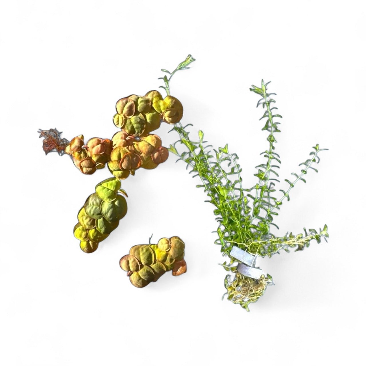 Pearlweed and Red Root Floater aquarium plants displayed against a white background. On the right, a vibrant bunch of Pearlweed with small, bright green leaves and fine stems is secured with a lead plant weight. On the left, clusters of Red Root Floater feature rounded leaves with shades of green, yellow, and red, showing their natural floating form. Both plants are fresh and ideal for enhancing aquascapes with color and texture.