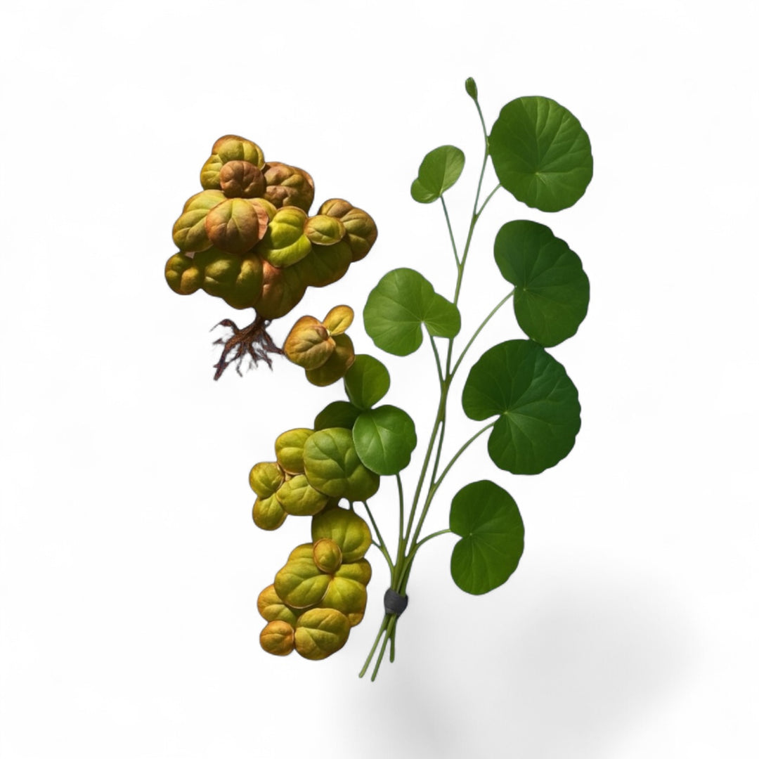Red Root Floater and Pennywort aquarium plants displayed against an a white background. On the left, clusters of Red Root Floater show round, textured leaves in shades of green, gold, and red with delicate reddish roots beneath. On the right, a bunch of Pennywort features bright green, coin-shaped leaves attached to long, slender stems held together with a dark band. Both plants are vibrant and ideal for adding natural contrast and texture to aquascapes.