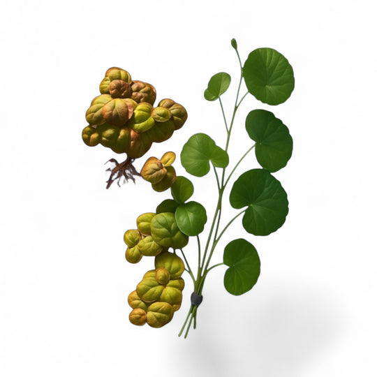 Red Root Floater and Pennywort aquarium plants displayed against an a white background. On the left, clusters of Red Root Floater show round, textured leaves in shades of green, gold, and red with delicate reddish roots beneath. On the right, a bunch of Pennywort features bright green, coin-shaped leaves attached to long, slender stems held together with a dark band. Both plants are vibrant and ideal for adding natural contrast and texture to aquascapes.