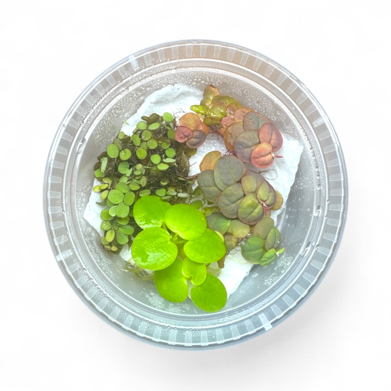 Top view of AquariumVille floating plant bundle with 6 live plants — Red Root Floater, Frogbit, and Salvinia — in a deli cup with water droplets, ready for freshwater aquariums.
