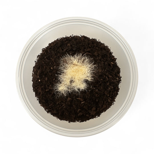Top view of live Grindal Worm culture growing on moist soil substrate in a plastic cup, used as live fish food for aquarium fry and small fish.
