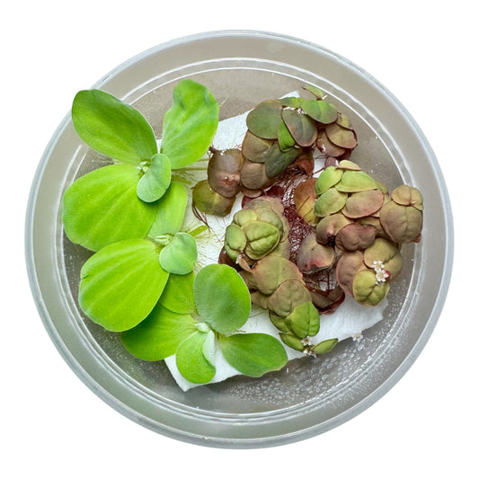 Top view of live Red Root Floater and Dwarf Water Lettuce bundle in a clear container, showing healthy green and reddish leaves — floating aquarium plants for freshwater tanks, betta fish, and shrimp aquascapes.
