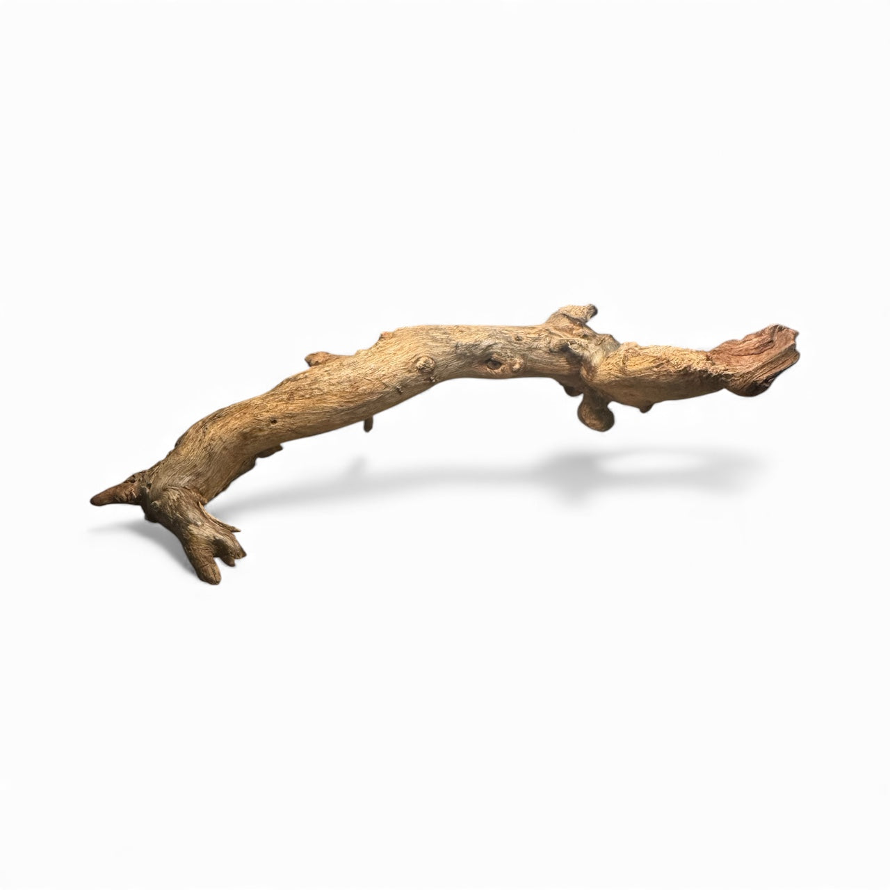 Mopani Driftwood 6- 7 inches- Aquarium Wood Decor for Fish, Shrimp, Reptiles, and Air Plants