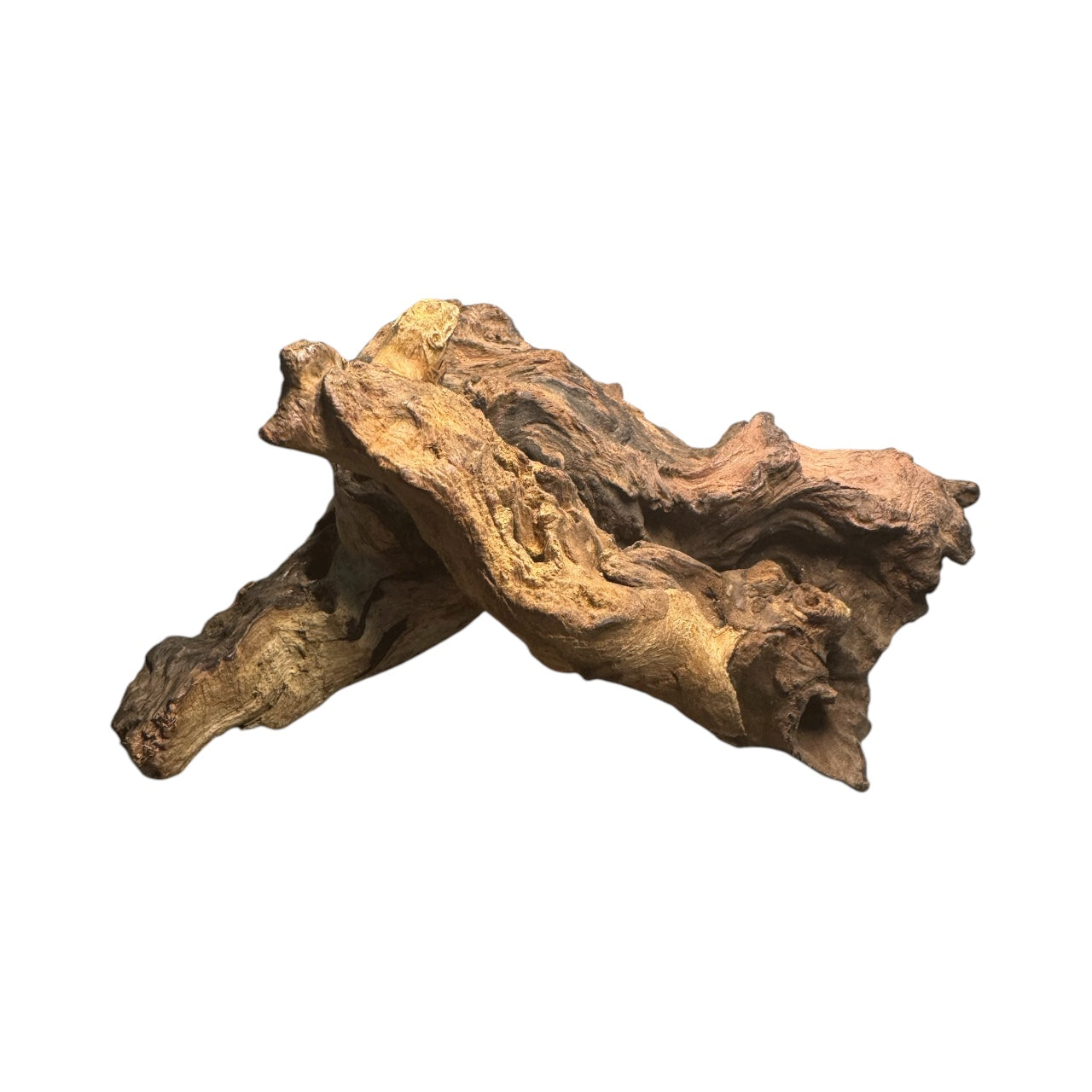 Mopani Driftwood 6- 7 inches- Aquarium Wood Decor for Fish, Shrimp, Reptiles, and Air Plants
