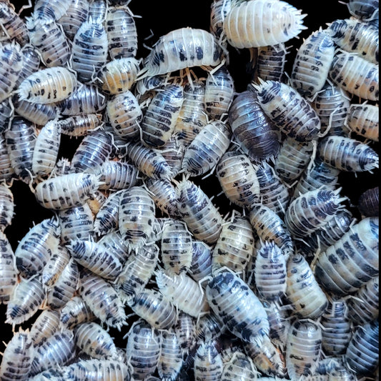 Group of Porcellio laevis ‘Dairy Cow’ isopods showing white and black mottled pattern, clustered together on a dark background.