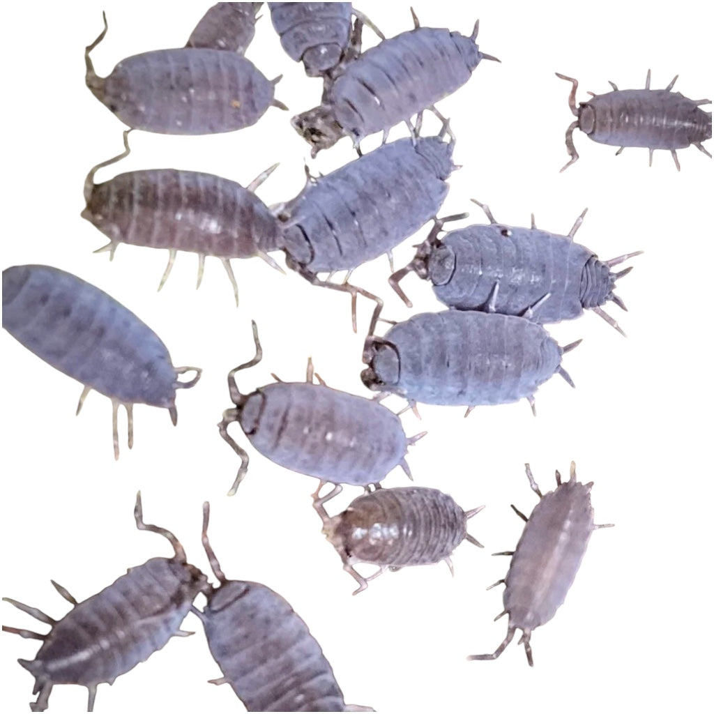Group of Porcellio pruinosus ‘Powder Blue’ isopods scattered on a white background, showing their soft blue-gray color and segmented bodies.