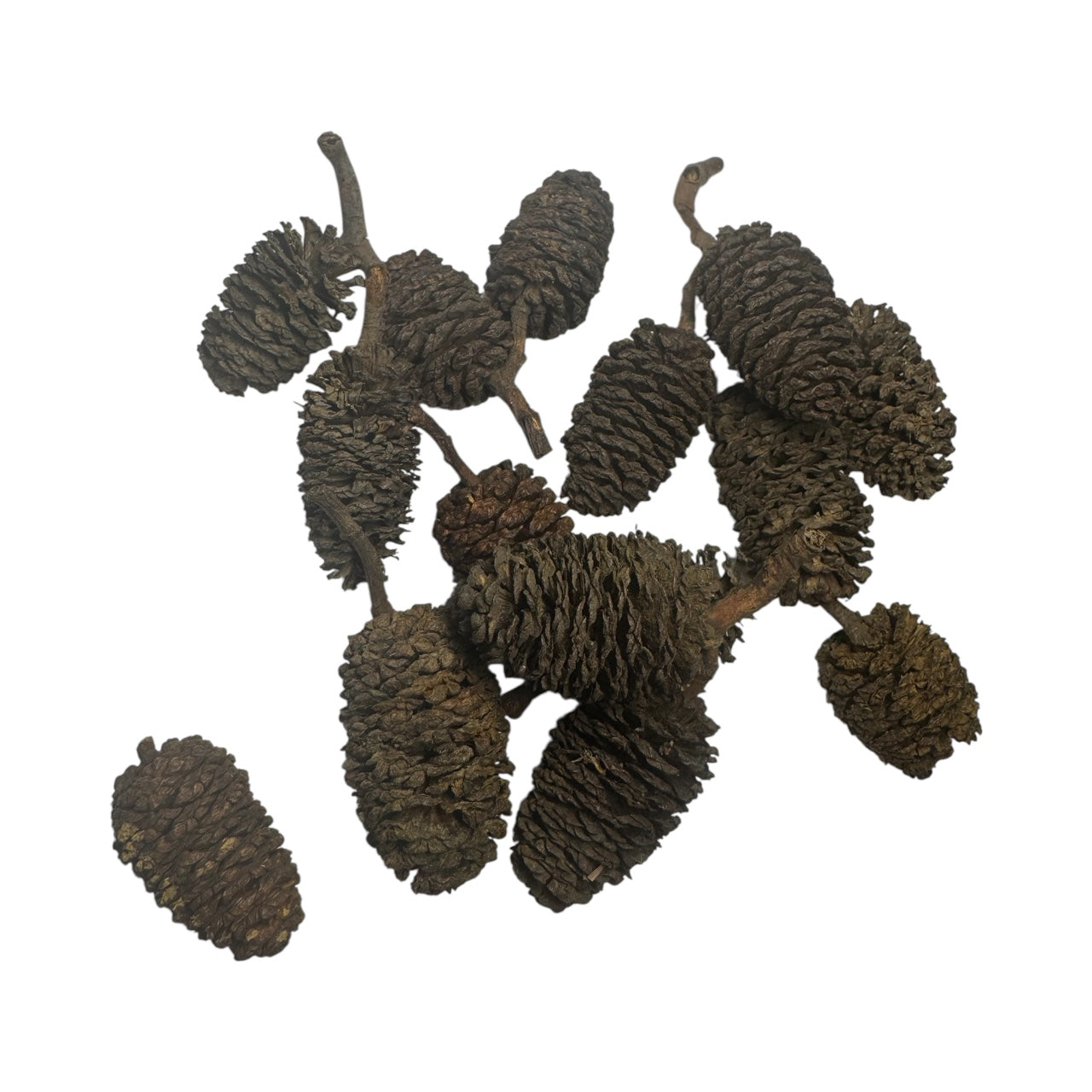 Dried alder cones arranged on a white background, showing their textured brown scales and natural branching stems.