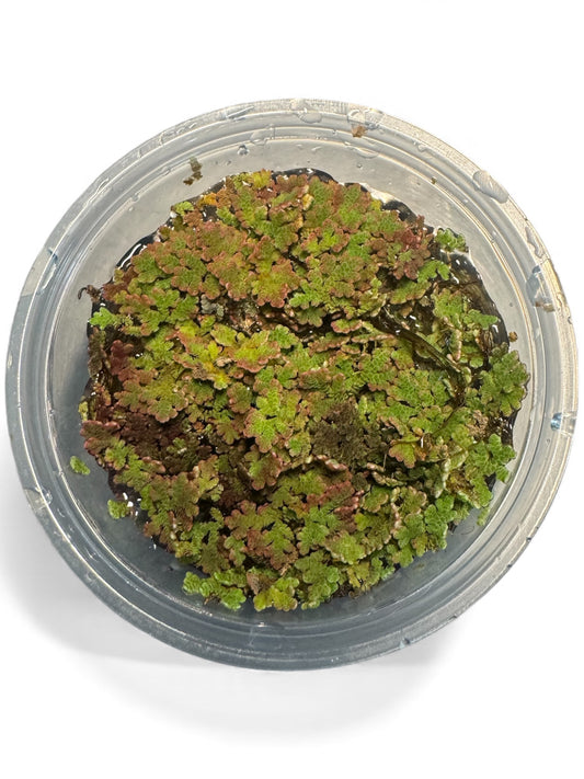 Top-down view of Azolla fairy moss floating plants packed in a deli cup on a white background, vibrant green aquarium floater for shrimp tanks, ponds, and natural aquascapes.