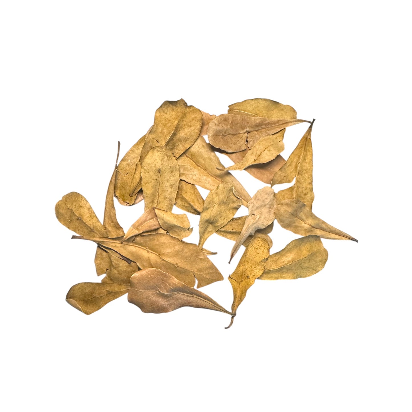 Betta Botanical Starter Pack with Driftwood | Indian Almond Leaves & Alder Cones