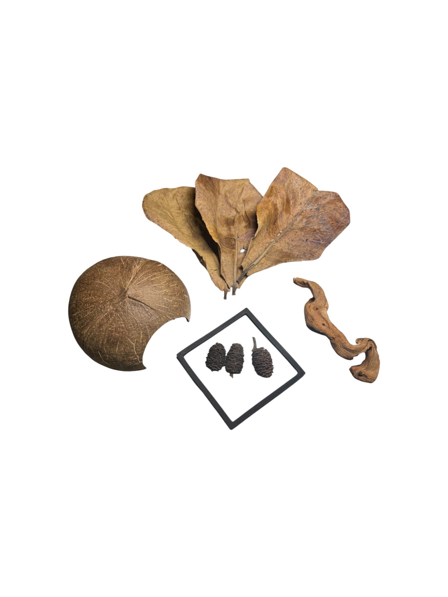 Aquarium botanicals assortment including Indian almond leaves, coconut shell piece, alder cones, and natural driftwood on a white background