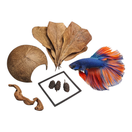 Aquarium botanicals set with Indian almond leaves, alder cones, coconut shell cave, natural driftwood, and a colorful betta fish on a white background