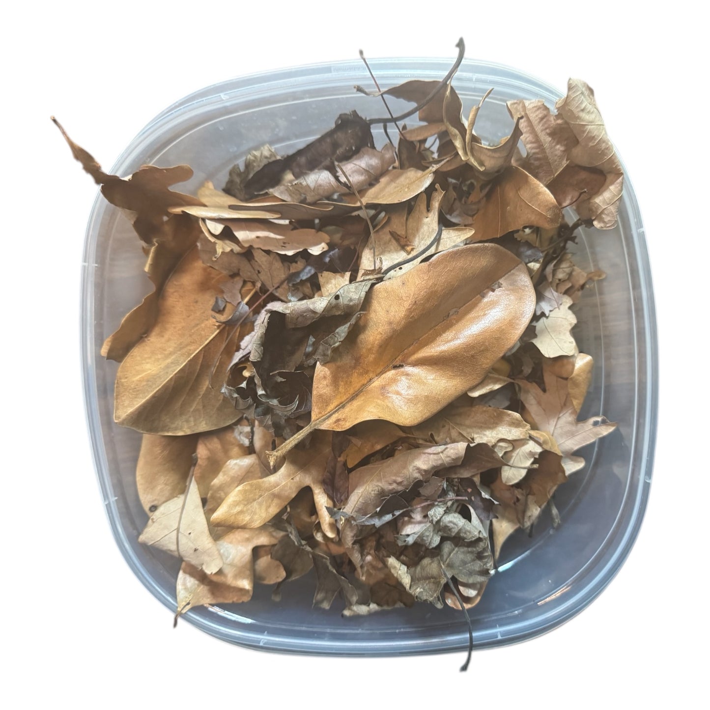 Overhead view of oak maple and magnolia leaf litter for bioactive enclosures