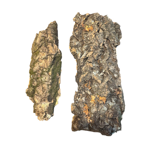 Cork Bark Slabs – Bioactive Material for Terrariums &amp; Vivariums