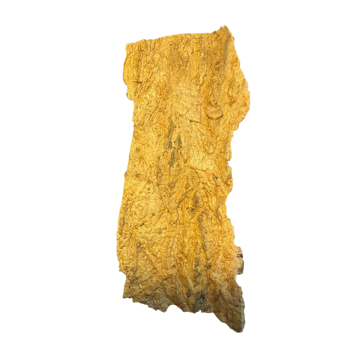 Cork Bark Slabs – Bioactive Material for Terrariums & Vivariums