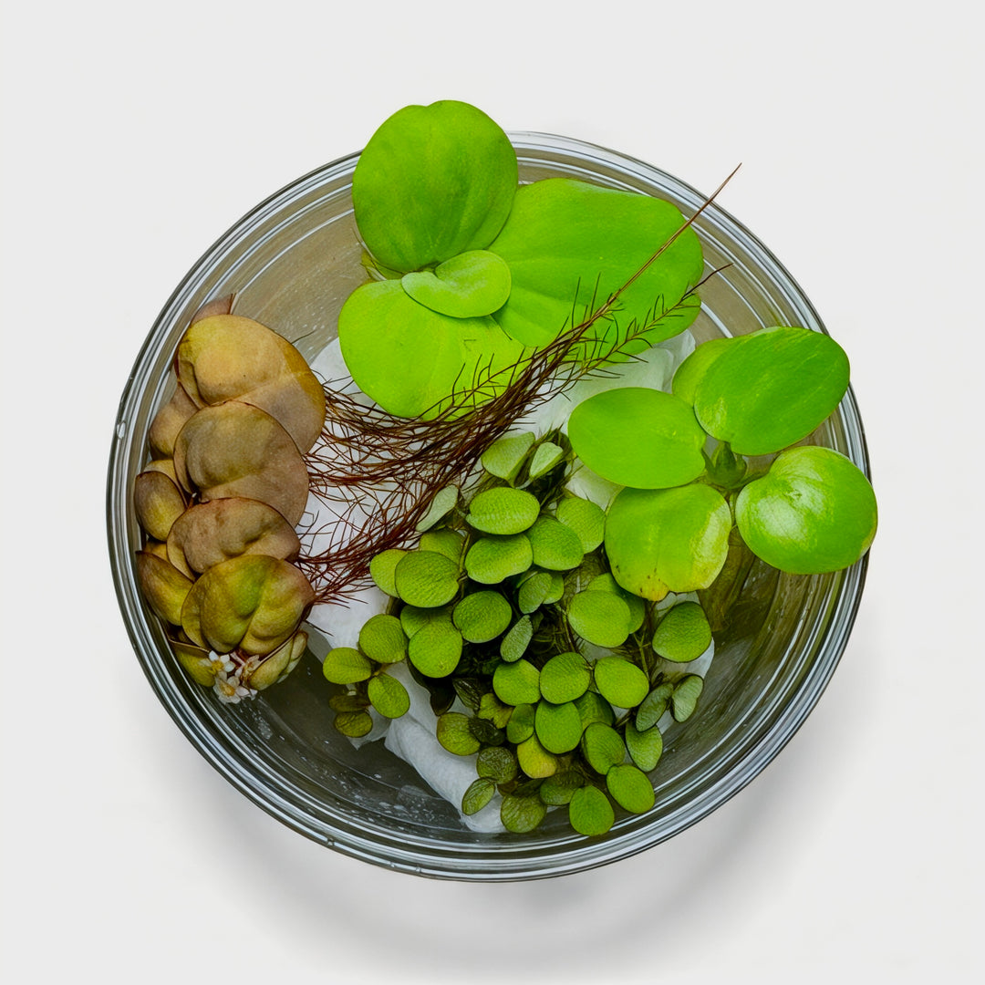 A top-down view of a clear glass bowl containing a small aquatic plant arrangement of salvinia minima, water lettuce, frogbit and red root floaters set against a plain light background.