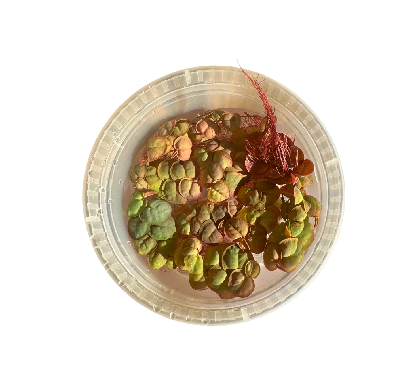 Top-down view of healthy Red Root Floaters (Phyllanthus fluitans) filling an 8 oz deli cup, displaying vibrant green leaves with red highlights and dense floating growth for freshwater aquariums, betta tanks, and aquascapes.