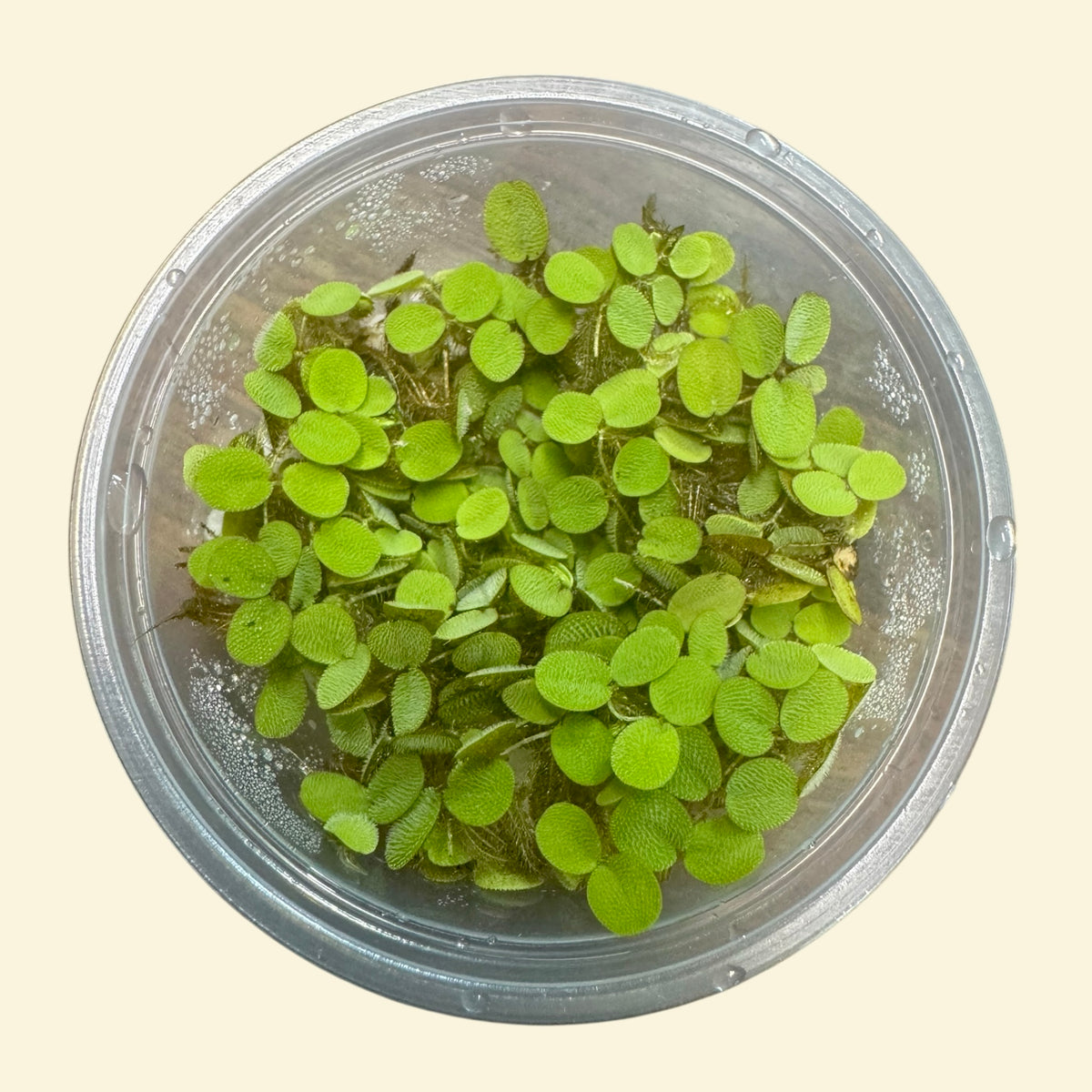 Water Lettuce, Salvinia and Duckweed Mix – Live Floating Plants for Aquariums, Ponds & Betta Tanks