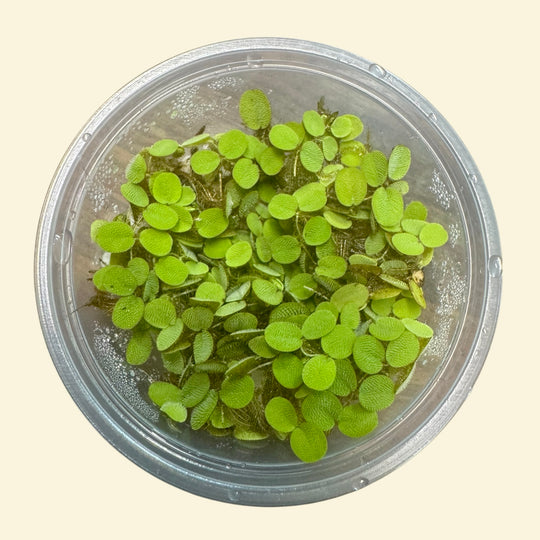 Water Lettuce, Salvinia and Duckweed Mix – Live Floating Plants for Aquariums, Ponds &amp; Betta Tanks