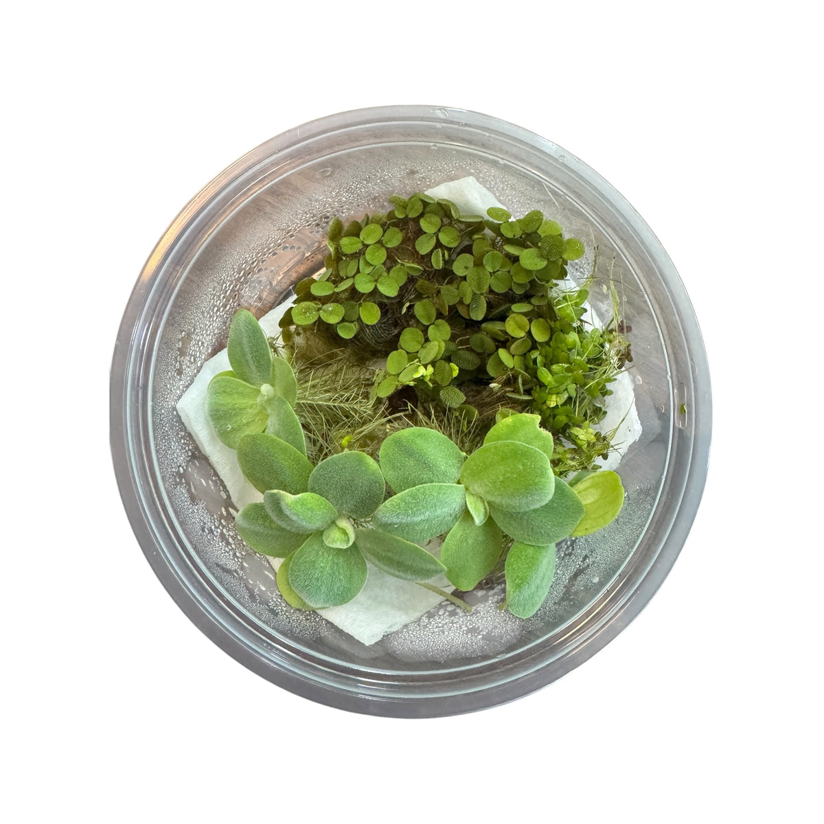 Water lettuce, salvinia minima, and duckweed floating aquarium plants in a clear deli cup with moist paper towel, top view on white background, healthy live aquatic plants for freshwater tanks
