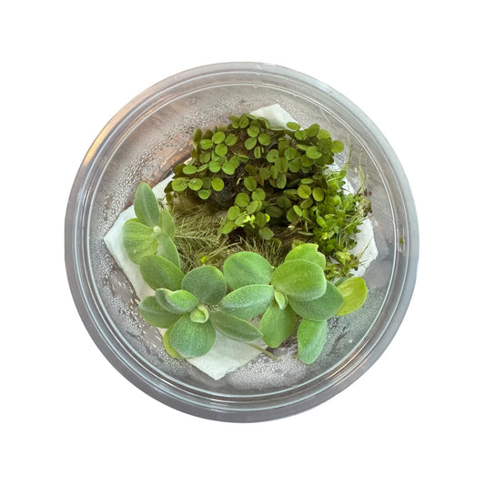 Water lettuce, salvinia minima, and duckweed floating aquarium plants in a clear deli cup with moist paper towel, top view on white background, healthy live aquatic plants for freshwater tanks
