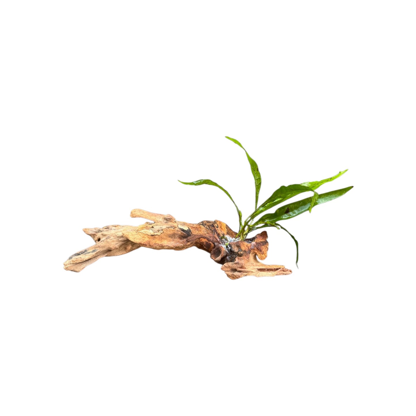 Java Fern on Mopani Wood – Live Aquarium Plant Driftwood, Betta Tank Decor, Shrimp Aquascape Plant