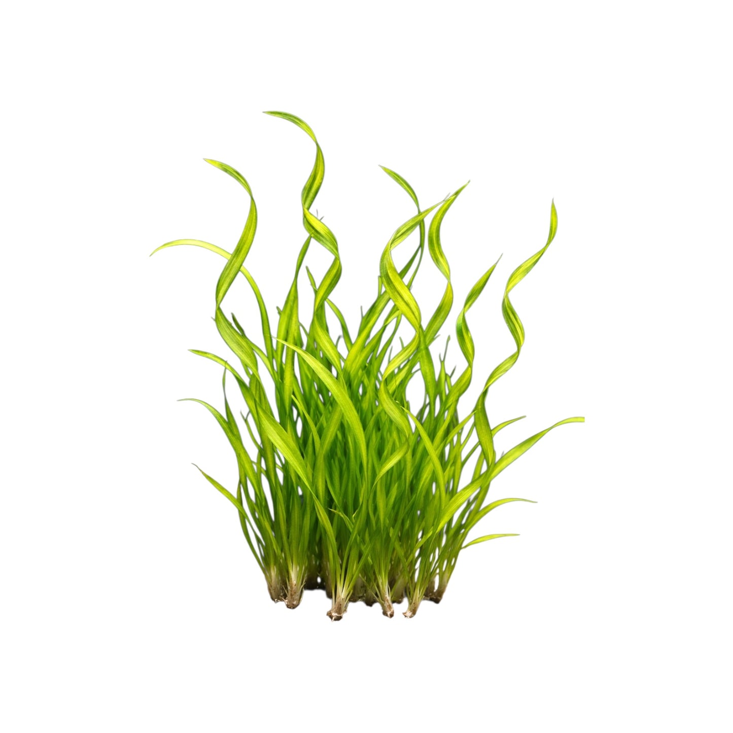 Corkscrew Vallisneria live aquarium plants, bare-root stems on white background, easy tall background plant for freshwater fish tanks