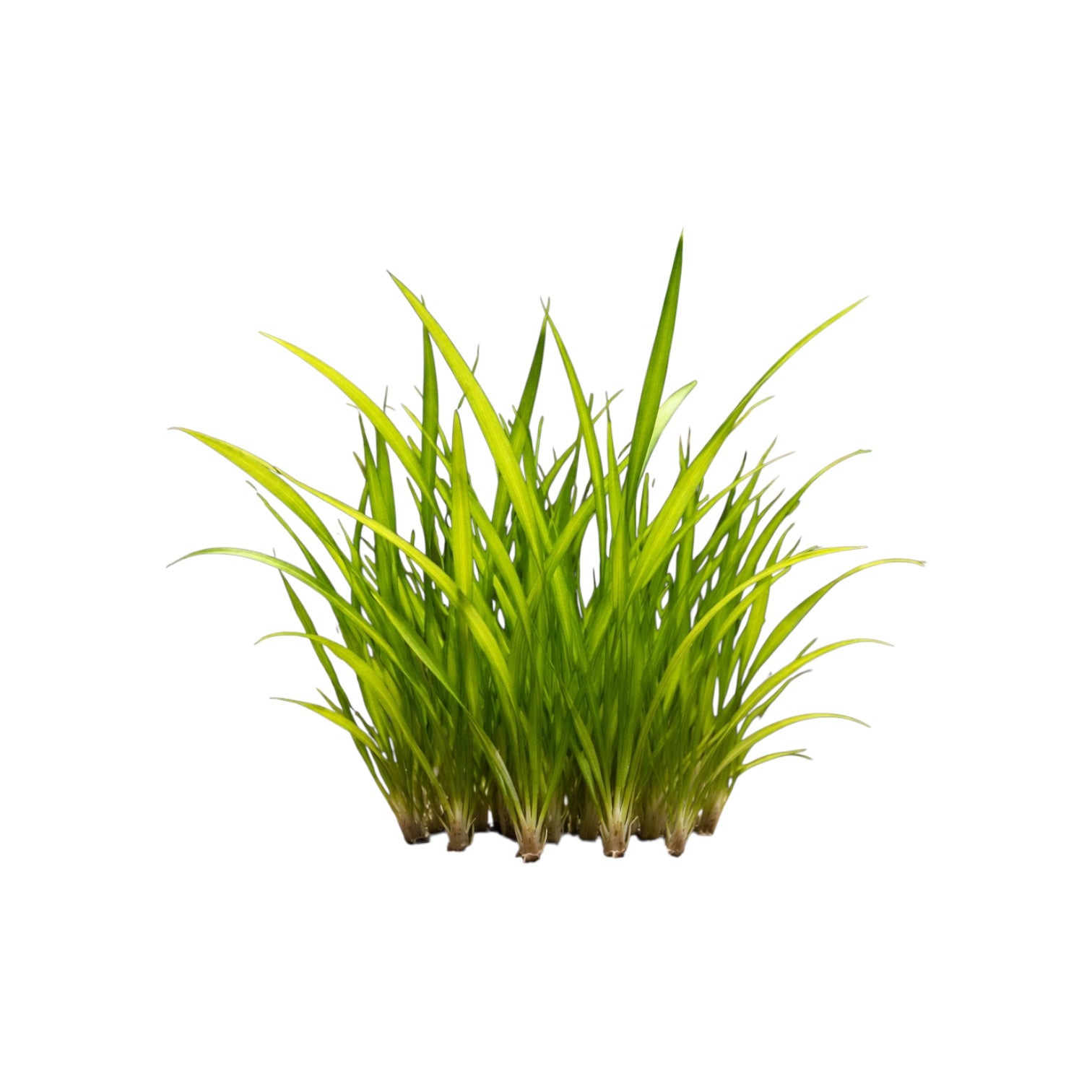 Dwarf Sagittaria Subulata live aquarium plants, multiple bare-root foreground plants on white background, easy freshwater carpet plant