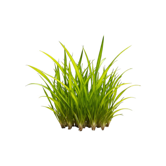 Dwarf Sagittaria Subulata live aquarium plants, multiple bare-root foreground plants on white background, easy freshwater carpet plant