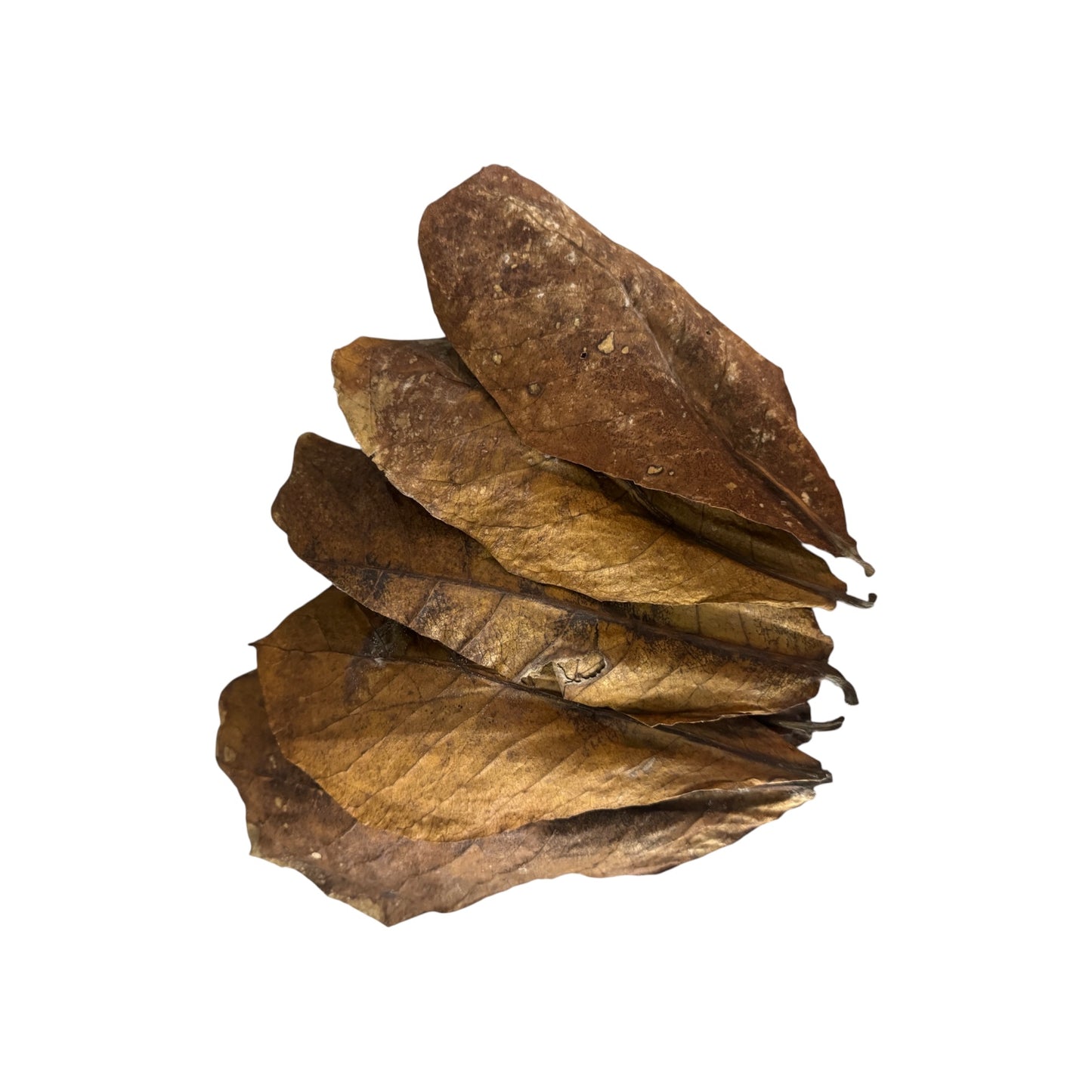 Indian almond leaves for aquariums on white background, natural Catappa leaf litter for betta fish, shrimp tanks, blackwater aquariums, bioactive setups, and aquarium tannin conditioning