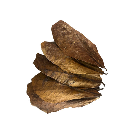 Indian almond leaves for aquariums on white background, natural Catappa leaf litter for betta fish, shrimp tanks, blackwater aquariums, bioactive setups, and aquarium tannin conditioning