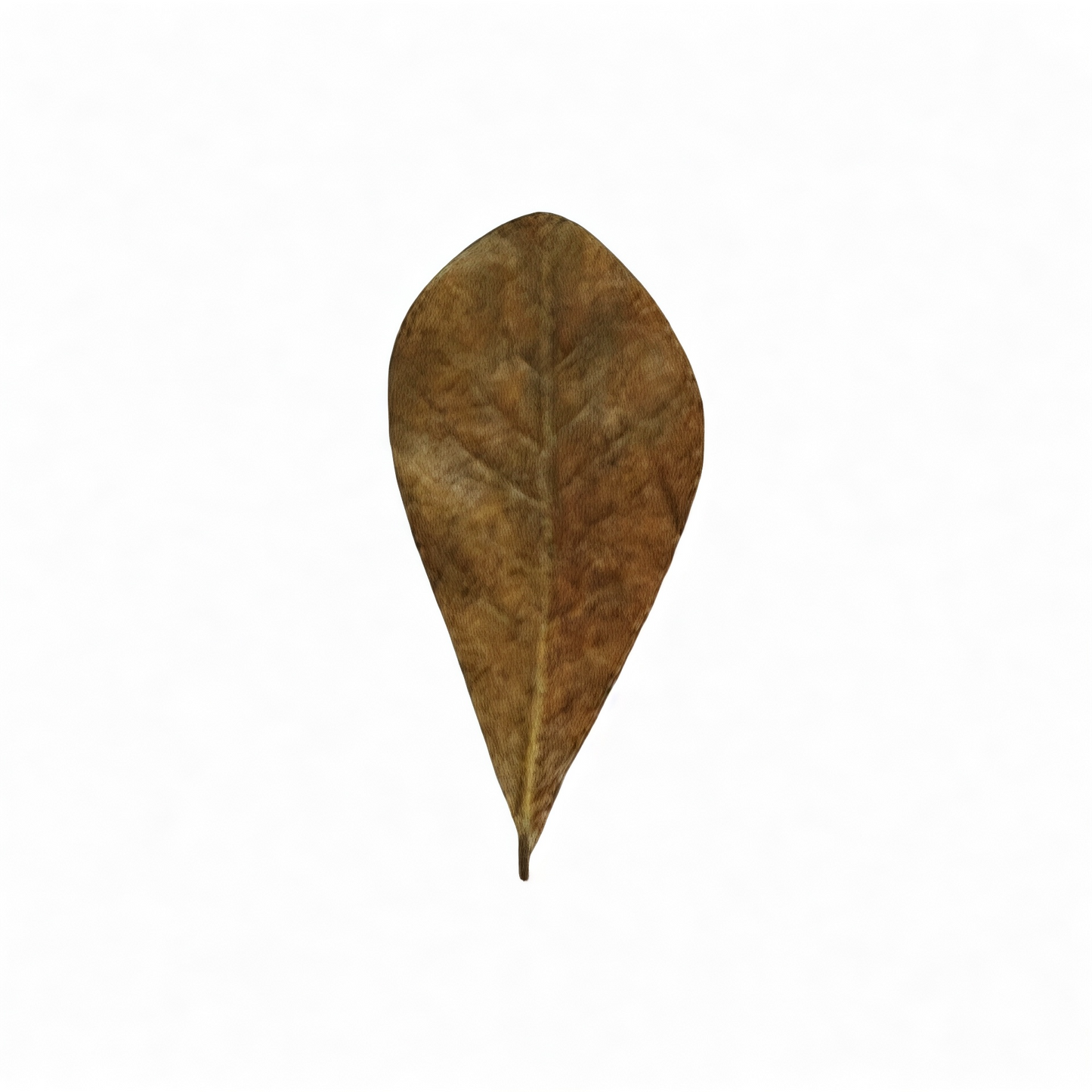 Single mini Indian almond leaf on white background, natural Catappa leaf for betta fish, shrimp tanks, nano aquariums, blackwater aquascaping, aquarium tannins, and bioactive leaf litter use