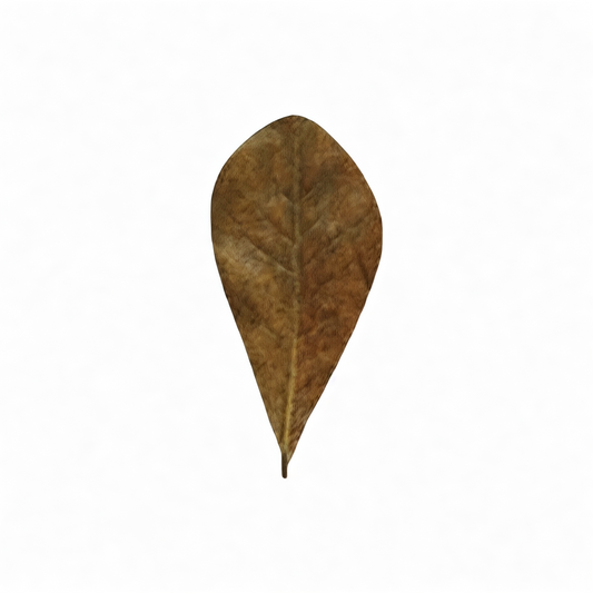 Single mini Indian almond leaf on white background, natural Catappa leaf for betta fish, shrimp tanks, nano aquariums, blackwater aquascaping, aquarium tannins, and bioactive leaf litter use