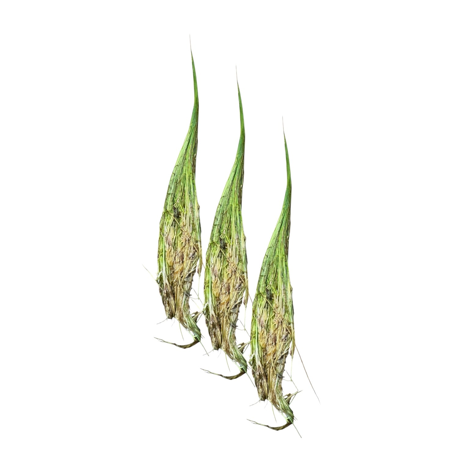 Three dwarf hair grass aquarium plant plugs with fine green blades and visible roots isolated on a white background.