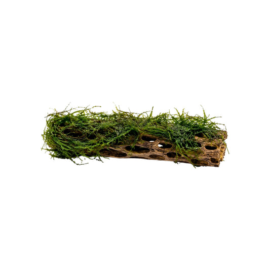 Java moss attached to natural cholla wood on a white background, featuring lush green moss growth woven through the hollow wood structure, ideal for freshwater aquariums, shrimp tanks, and aquascaping projects.