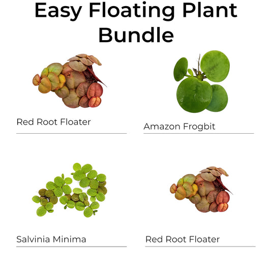 Floating Plant Bundle featuring Red Root Floaters, Amazon Frogbit, and Salvinia Minima displayed on a clean white background. This beginner-friendly assortment of live floating aquarium plants provides natural cover for fish and shrimp, helps absorb excess nutrients, and adds vibrant color and texture to freshwater aquariums.