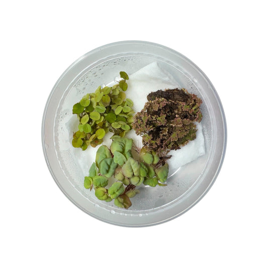 Top-down view of a live floating aquarium plant bundle featuring Red Root Floaters, Salvinia Minima, and Azolla Fairy Moss packaged in a clear deli cup with moisture-retaining padding for shipping