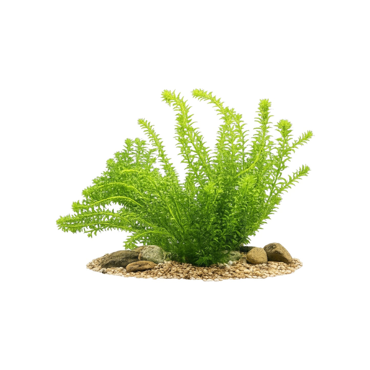 Anacharis, Dwarf Sagittaria & Red Tiger Lotus Bulb Bundle | Live Aquarium Plants