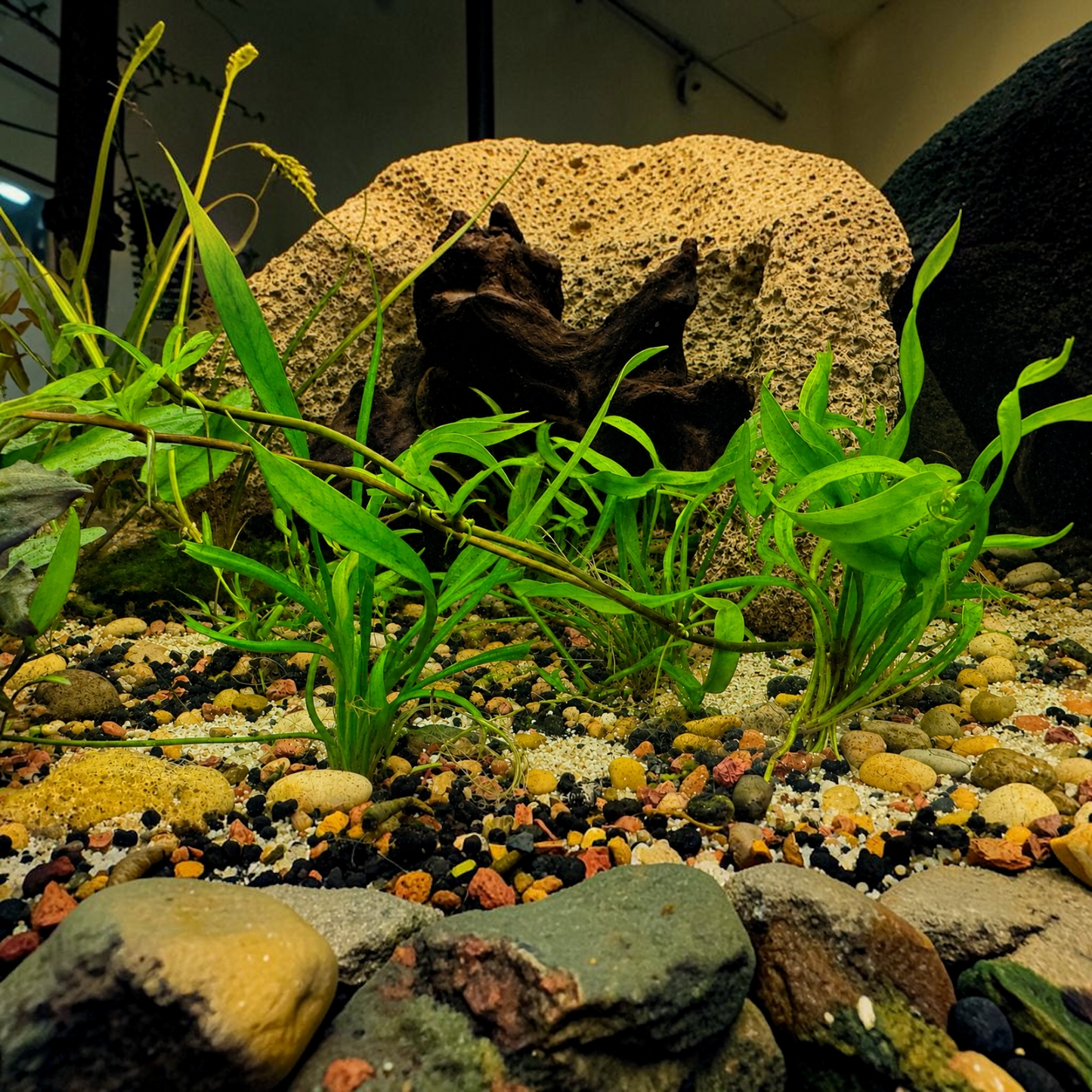 Low-angle view of a planted freshwater aquarium featuring healthy green aquatic plants growing among mixed gravel and sand substrate, with dark driftwood, porous stone hardscape, and smooth river rocks creating a natural aquascape.