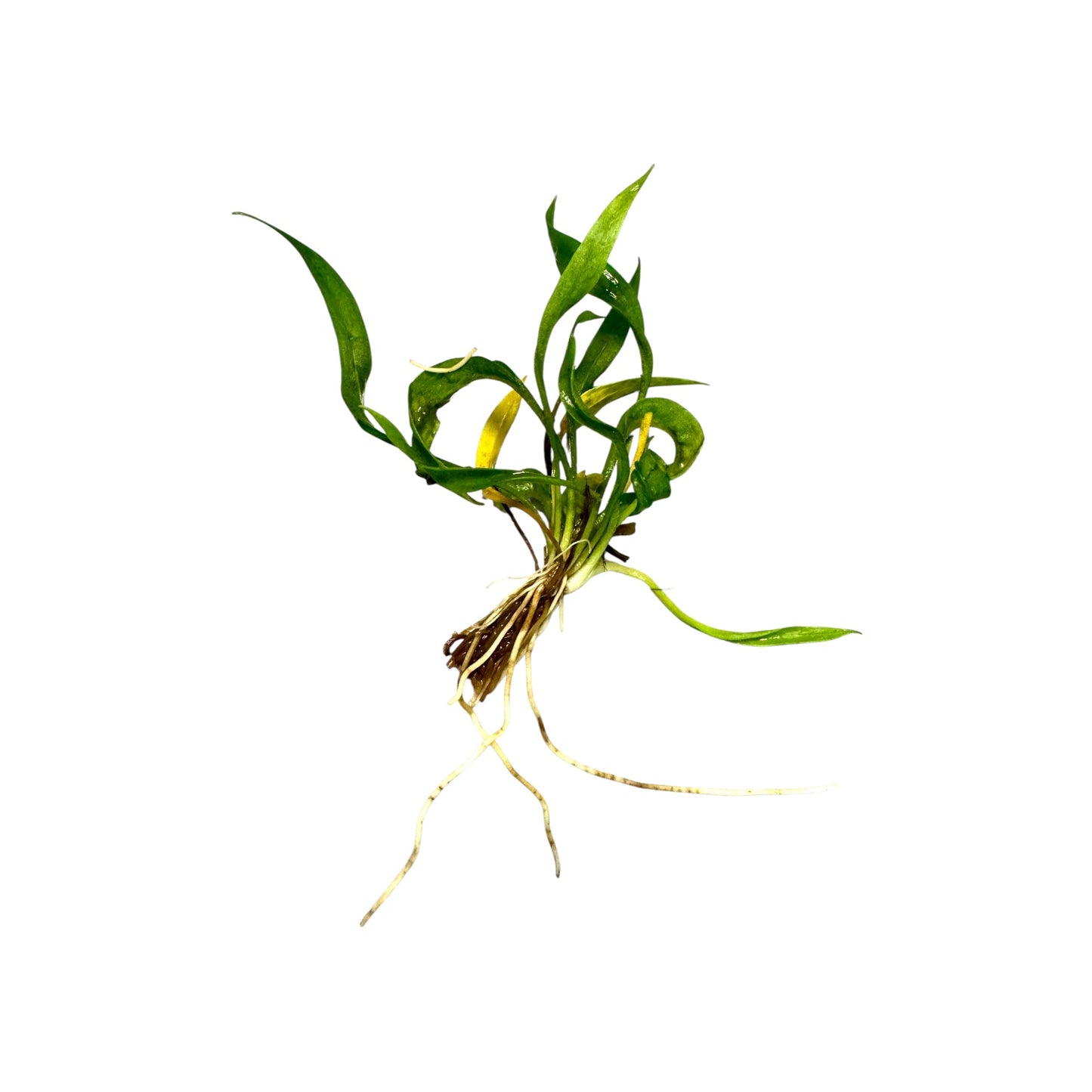Vesuvius Sword (Echinodorus angustifolius ‘Vesuvius’) aquarium plant with distinctive twisted, corkscrew-like green leaves and healthy white roots, isolated on a light background.