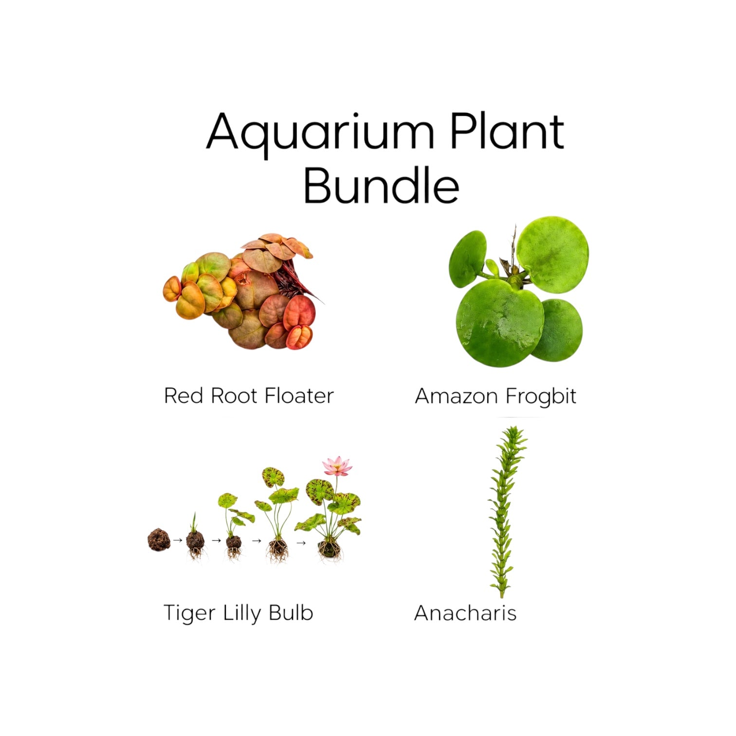 Aquarium plant bundle featuring Red Root Floaters, Amazon Frogbit, a Red Tiger Lotus bulb, and Anacharis on a white background. Includes one of each live freshwater plant for aquariums, shrimp tanks, and betta tanks.