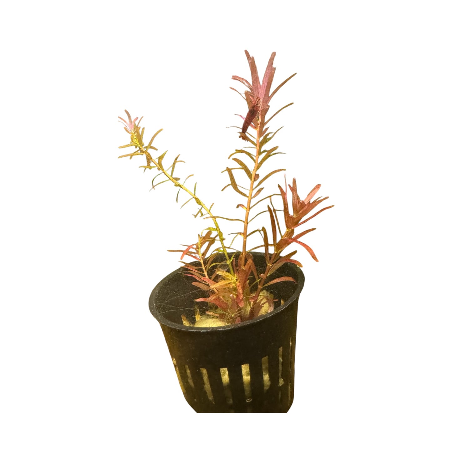 Rotala rotundifolia ‘H’ra’