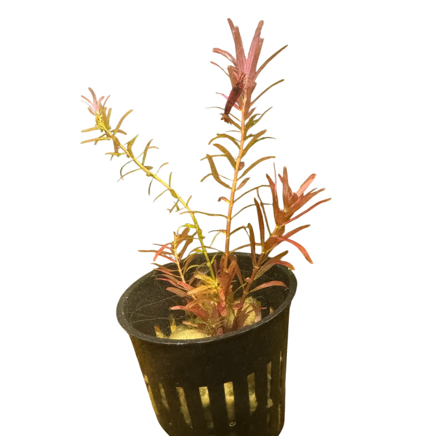 Rotala rotundifolia ‘H’ra’