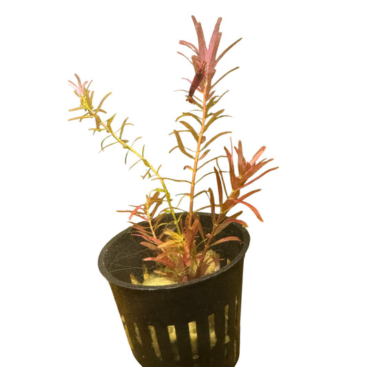 Rotala rotundifolia ‘H’ra’